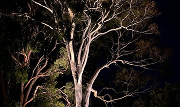 After Dark Lighting
